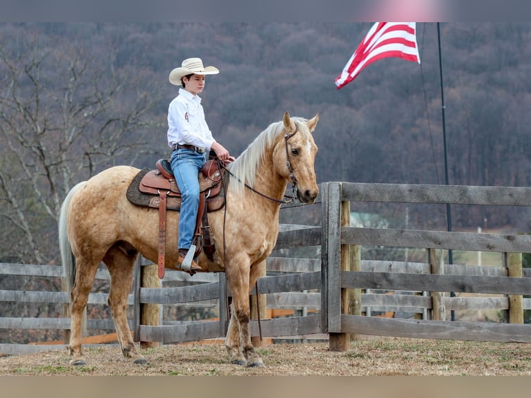 American Quarter Horse Ruin 12 Jaar 152 cm Palomino in Needmore