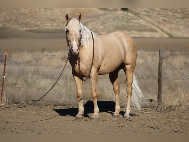 American Quarter Horse Ruin 12 Jaar 152 cm Palomino in Paicines CA