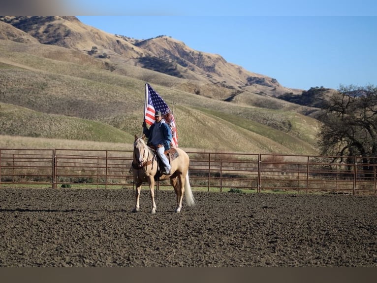 American Quarter Horse Ruin 12 Jaar 152 cm Palomino in Paicines CA