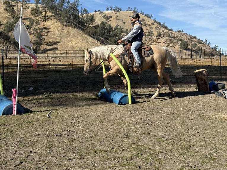 American Quarter Horse Ruin 12 Jaar 152 cm Palomino in Paicines CA