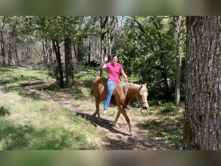 American Quarter Horse Ruin 12 Jaar 152 cm Palomino in Athens, TX