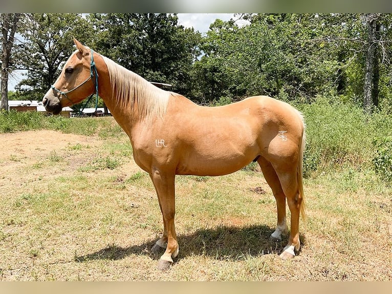 American Quarter Horse Ruin 12 Jaar 152 cm Palomino in Athens, TX