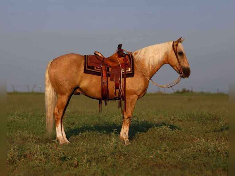 American Quarter Horse Ruin 12 Jaar 152 cm Palomino in Mt Vernon TX