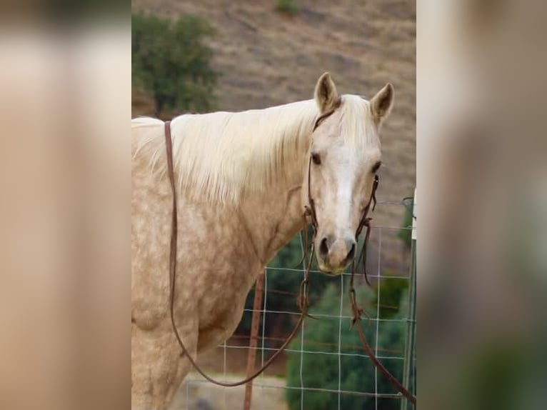 American Quarter Horse Ruin 12 Jaar 152 cm Palomino in Paicines CA