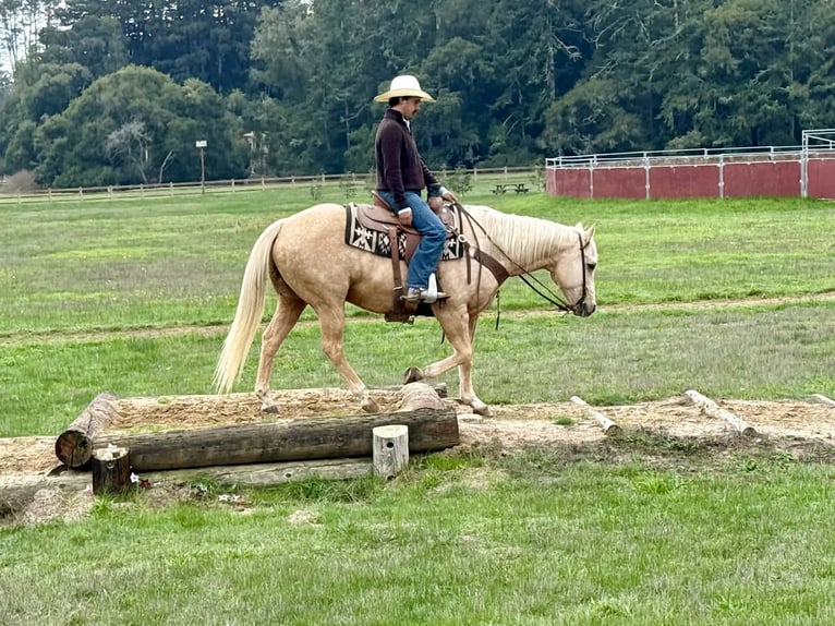 American Quarter Horse Ruin 12 Jaar 152 cm Palomino in Paicines CA