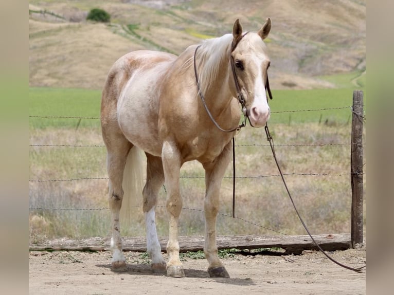 American Quarter Horse Ruin 12 Jaar 152 cm Palomino in Paicines CA