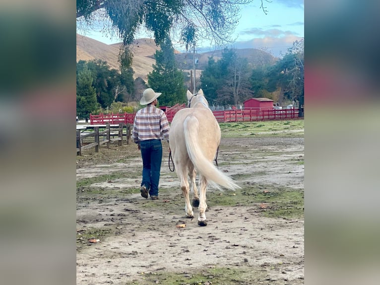 American Quarter Horse Ruin 12 Jaar 152 cm Palomino in Paicines CA