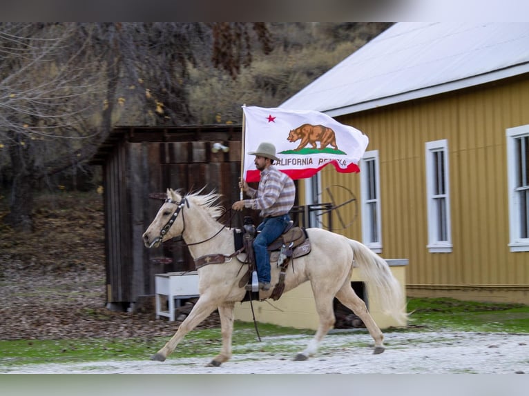 American Quarter Horse Ruin 12 Jaar 152 cm Palomino in Paicines CA