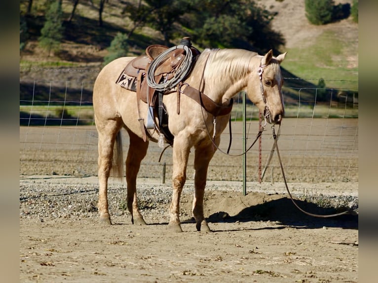 American Quarter Horse Ruin 12 Jaar 152 cm Palomino in Paicines CA