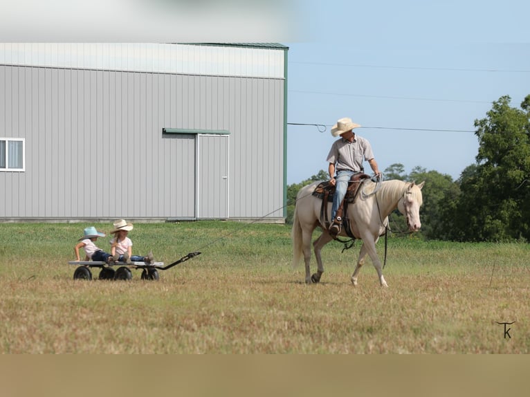 American Quarter Horse Ruin 12 Jaar 152 cm Perlino in Bellevue
