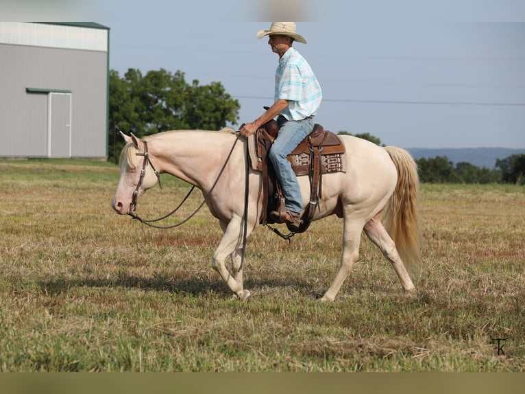 American Quarter Horse Ruin 12 Jaar 152 cm Perlino in Bellevue