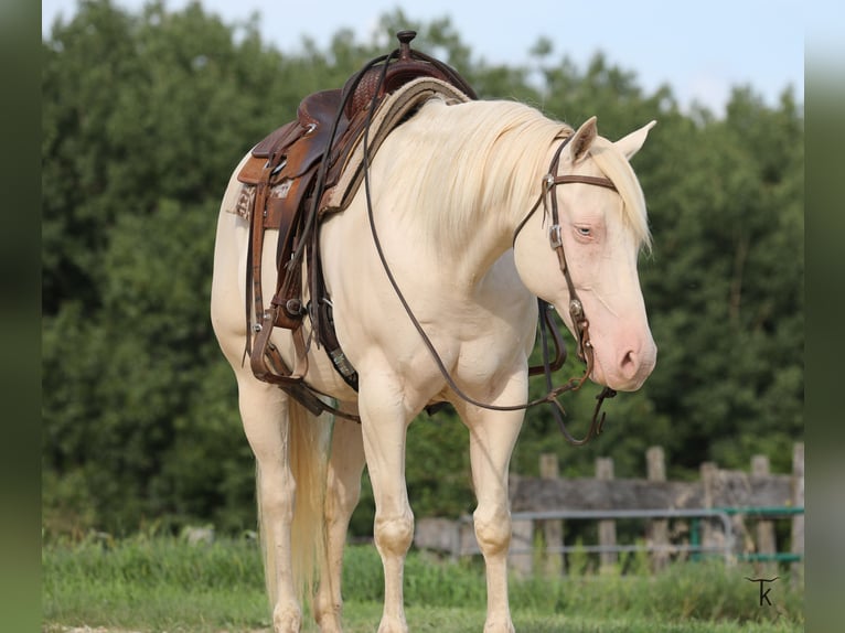 American Quarter Horse Ruin 12 Jaar 152 cm Perlino in Bellevue