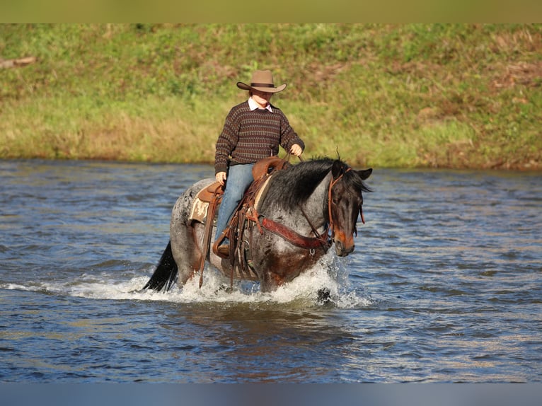 American Quarter Horse Ruin 12 Jaar 152 cm Roan-Bay in Clarion