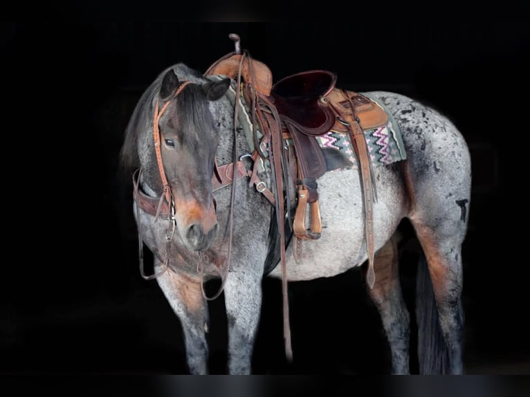 American Quarter Horse Ruin 12 Jaar 152 cm Roan-Bay in Clarion