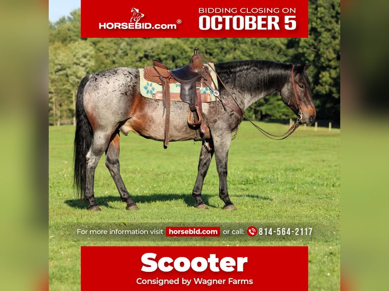 American Quarter Horse Ruin 12 Jaar 152 cm Roan-Bay in Clarion