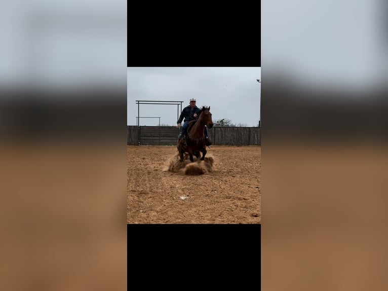 American Quarter Horse Ruin 12 Jaar 152 cm Roan-Bay in LIpan TX