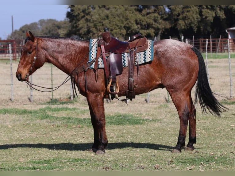 American Quarter Horse Ruin 12 Jaar 152 cm Roan-Bay in LIpan TX