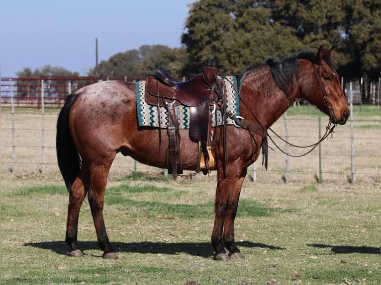 American Quarter Horse Ruin 12 Jaar 152 cm Roan-Bay in LIpan TX