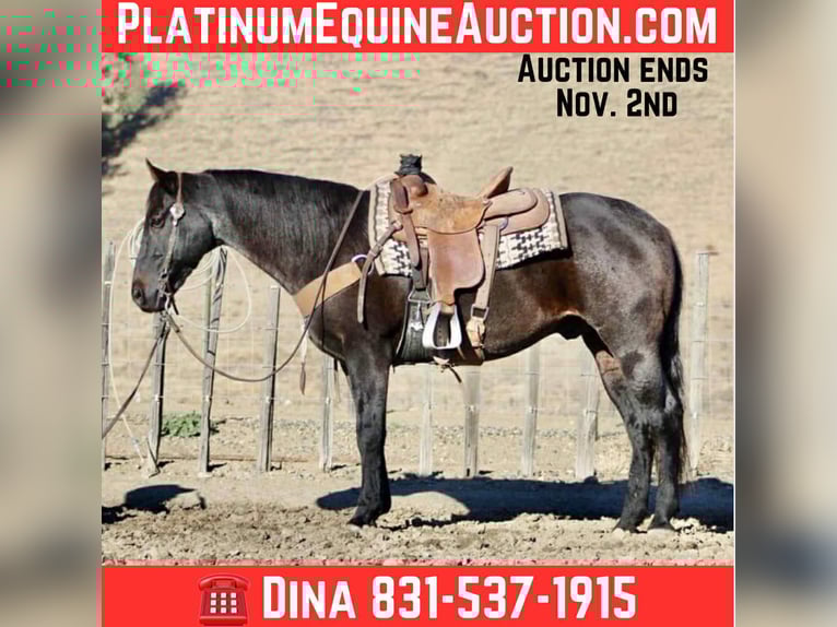 American Quarter Horse Ruin 12 Jaar 152 cm Roan-Blue in Paicines CA