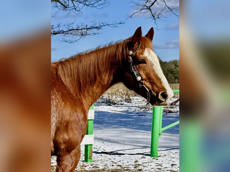 American Quarter Horse Ruin 12 Jaar 152 cm Roan-Red in Shippenville, PA