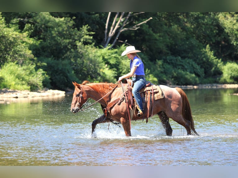 American Quarter Horse Ruin 12 Jaar 152 cm Roan-Red in Clarion