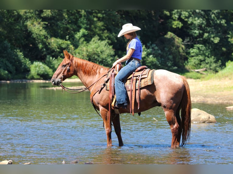 American Quarter Horse Ruin 12 Jaar 152 cm Roan-Red in Clarion