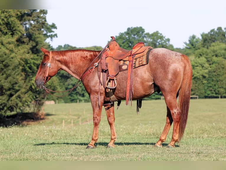 American Quarter Horse Ruin 12 Jaar 152 cm Roan-Red in Clarion