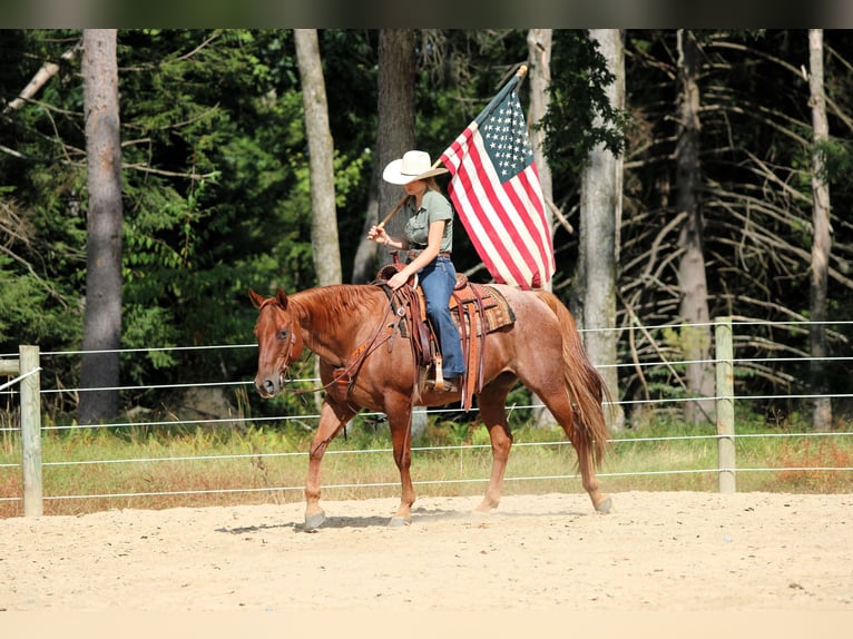 American Quarter Horse Ruin 12 Jaar 152 cm Roan-Red in Clarion
