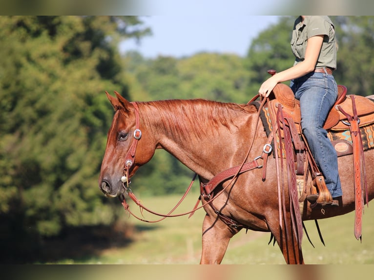 American Quarter Horse Ruin 12 Jaar 152 cm Roan-Red in Clarion