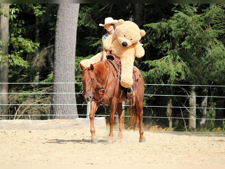 American Quarter Horse Ruin 12 Jaar 152 cm Roan-Red in Clarion