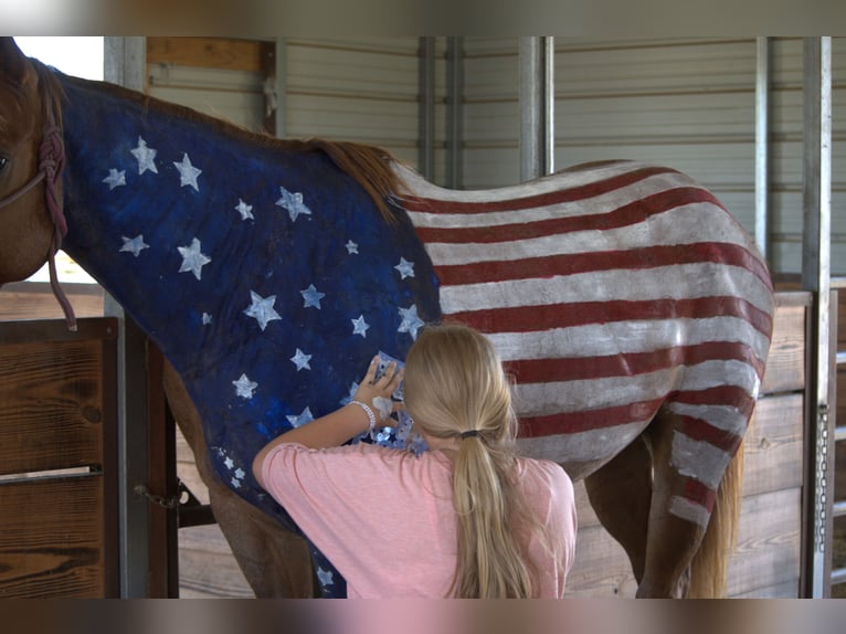 American Quarter Horse Ruin 12 Jaar 152 cm Roan-Red in Stephenville
