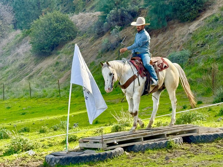 American Quarter Horse Ruin 12 Jaar 152 cm Roan-Red in Paicines CA