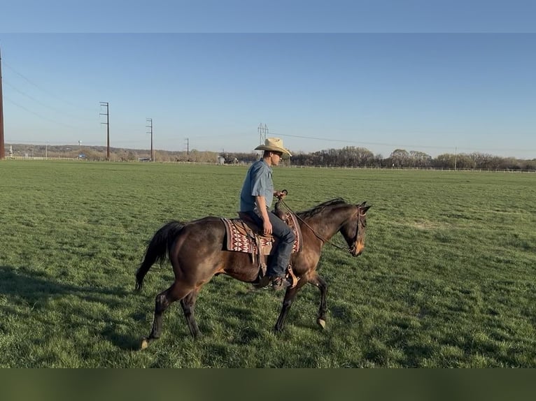 American Quarter Horse Ruin 12 Jaar 152 cm Roodbruin in Cannon Falls