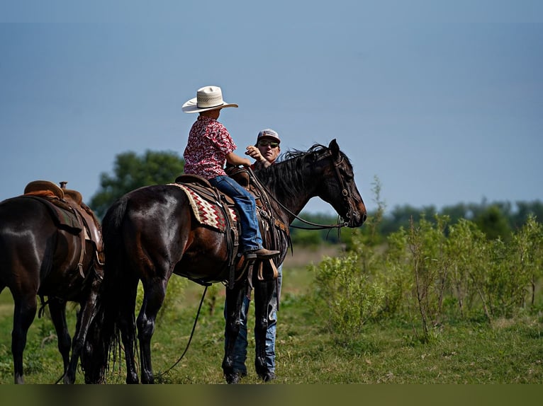 American Quarter Horse Ruin 12 Jaar 152 cm Roodbruin in Kaufman, TX