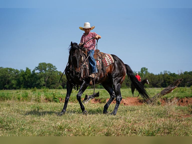 American Quarter Horse Ruin 12 Jaar 152 cm Roodbruin in Kaufman, TX