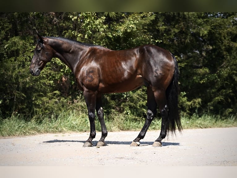 American Quarter Horse Ruin 12 Jaar 152 cm Roodbruin in Kaufman, TX