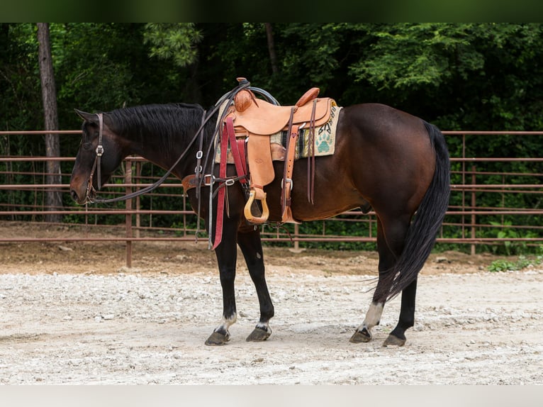 American Quarter Horse Ruin 12 Jaar 152 cm Roodbruin in Rusk