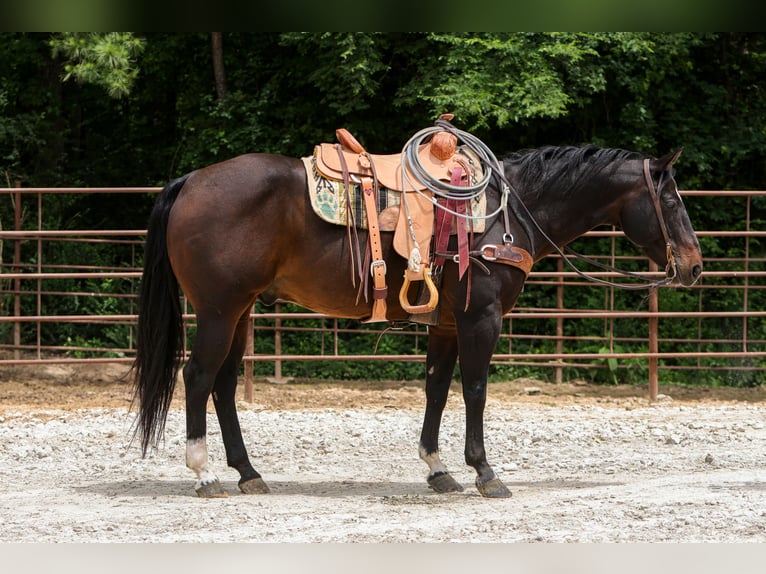 American Quarter Horse Ruin 12 Jaar 152 cm Roodbruin in Rusk