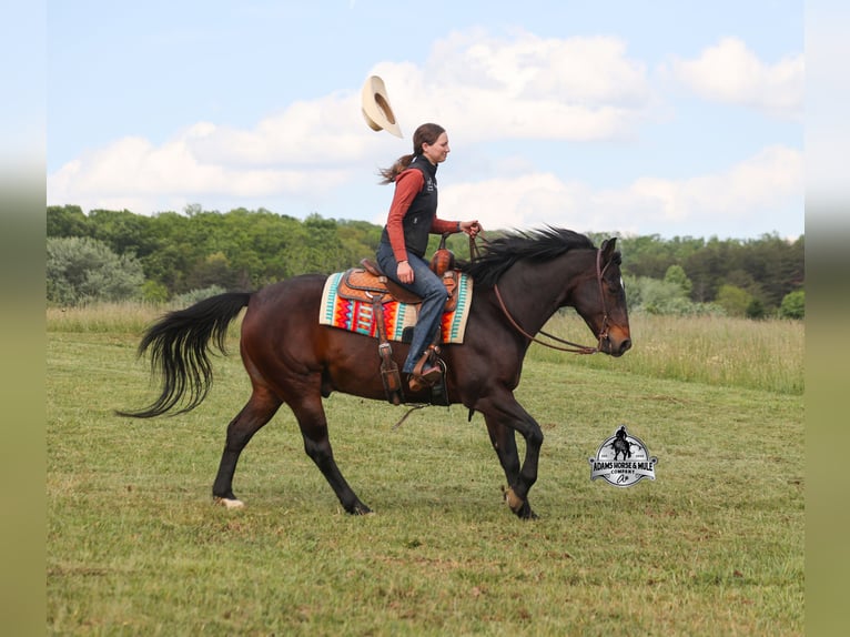 American Quarter Horse Ruin 12 Jaar 152 cm Roodbruin in Mount Vernon