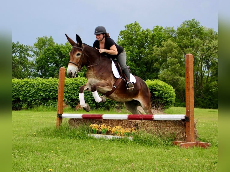 American Quarter Horse Ruin 12 Jaar 152 cm Roodbruin in Highland MI