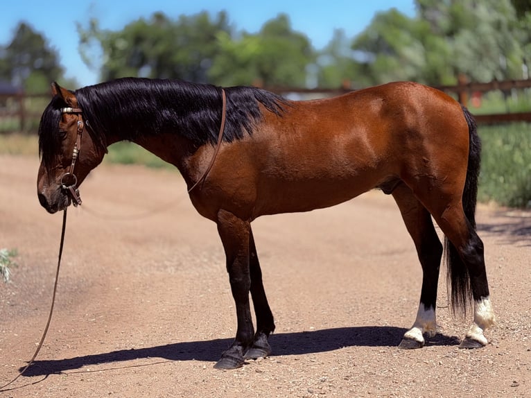 American Quarter Horse Ruin 12 Jaar 152 cm Roodbruin in Fort Collins