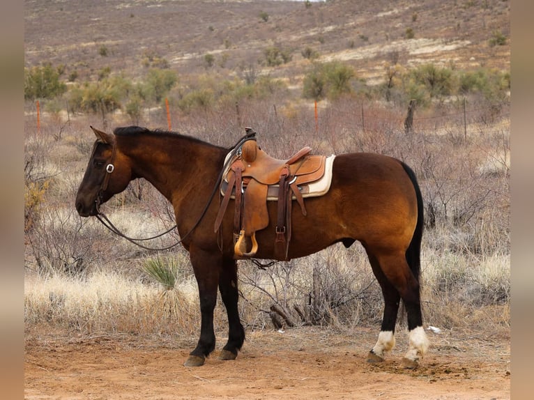 American Quarter Horse Ruin 12 Jaar 152 cm Roodbruin in Camp Verde AZ