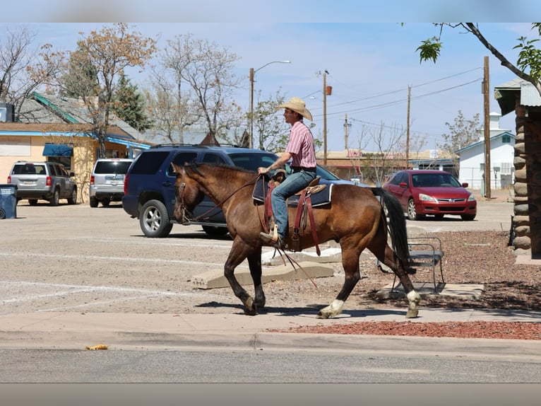 American Quarter Horse Ruin 12 Jaar 152 cm Roodbruin in Camp Verde AZ
