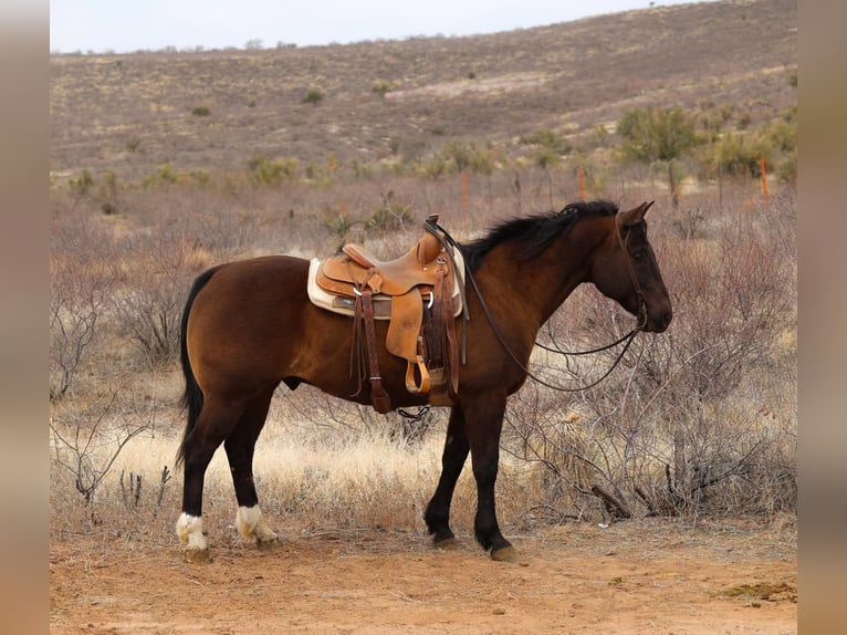 American Quarter Horse Ruin 12 Jaar 152 cm Roodbruin in Camp Verde AZ