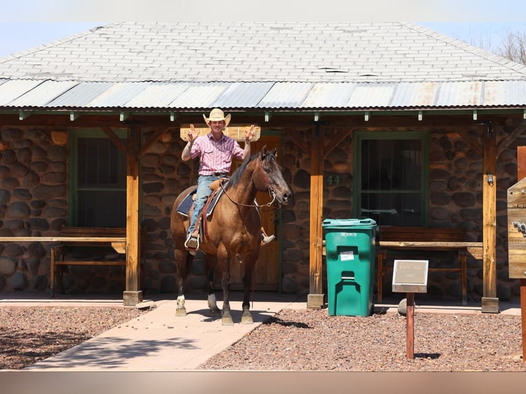 American Quarter Horse Ruin 12 Jaar 152 cm Roodbruin in Camp Verde AZ