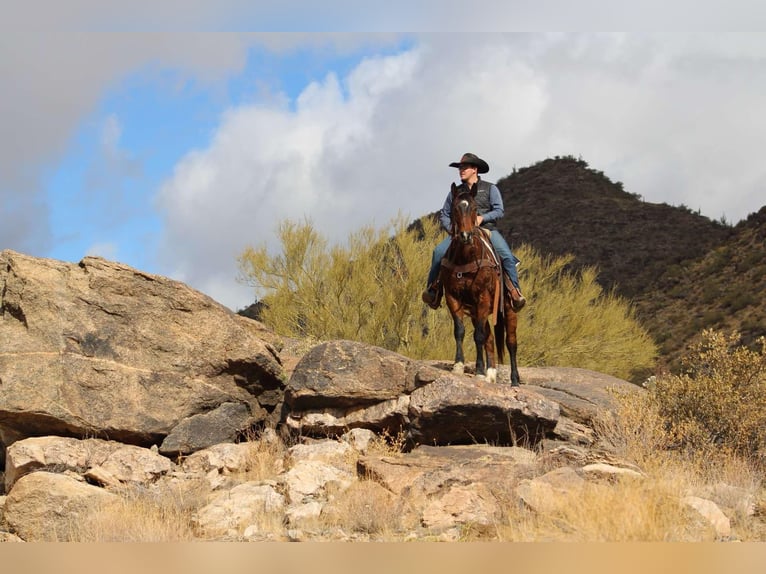 American Quarter Horse Ruin 12 Jaar 152 cm Roodbruin in Camp Verde CA