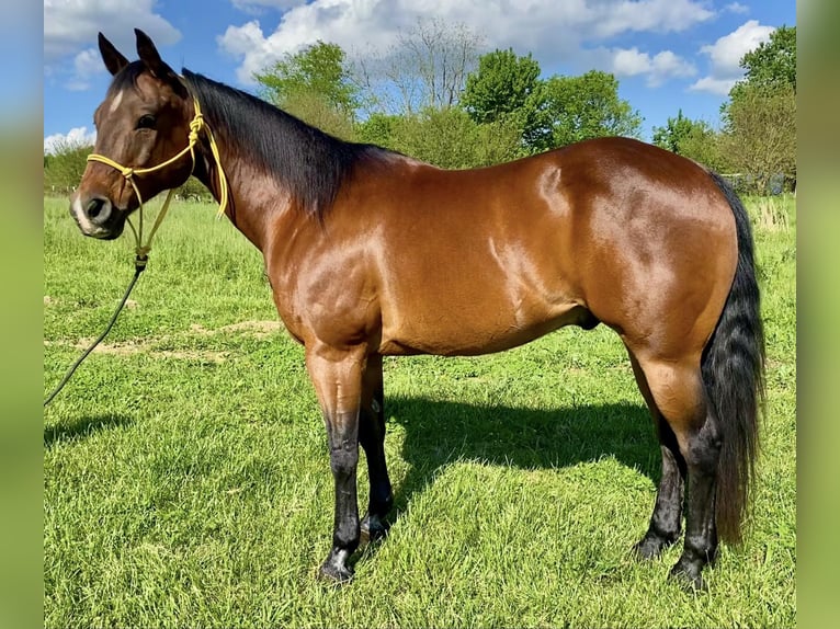 American Quarter Horse Ruin 12 Jaar 152 cm Roodbruin in Danville IN