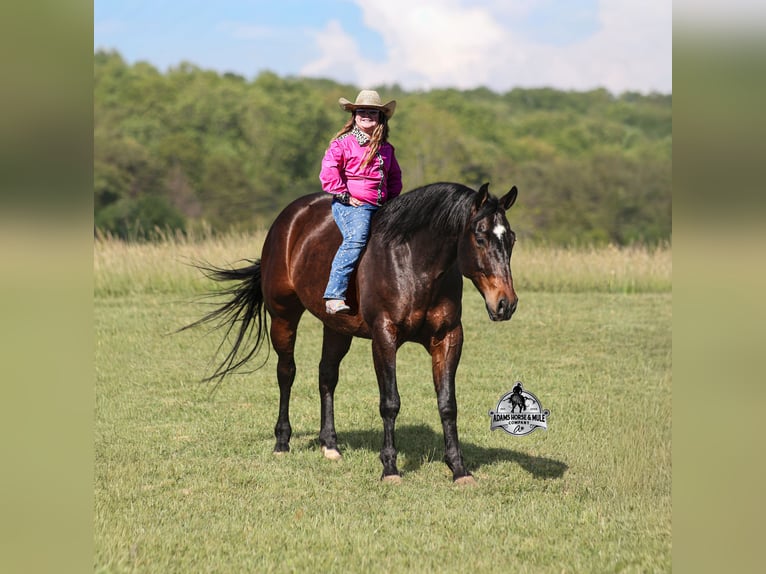 American Quarter Horse Mix Ruin 12 Jaar 152 cm Roodbruin in Mount Vernon