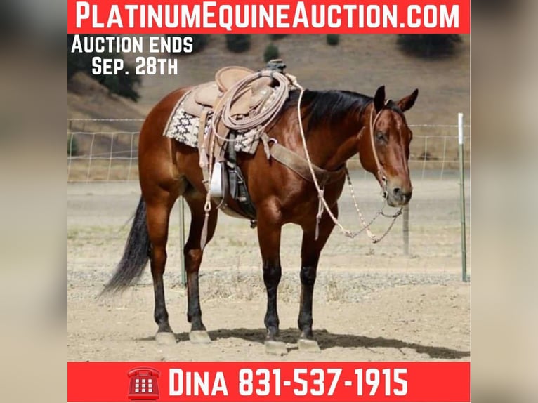 American Quarter Horse Ruin 12 Jaar 152 cm Roodbruin in Paicines CA