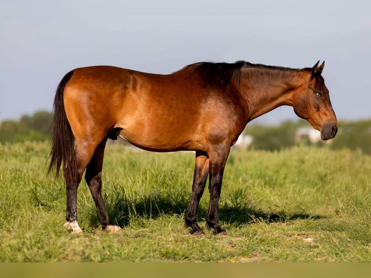 American Quarter Horse Ruin 12 Jaar 152 cm Roodbruin in Weatherford TX